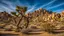 Joshua Tree Drone Rules 2026: Where to Fly Near This Iconic Park